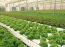 植物工場 ICT AI iot 次世代スマート農業システム