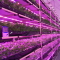 LED植物工場-セネコム