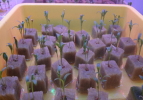 パクチー発芽