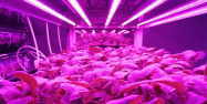植物育成栽培用LEDライト-セネコム